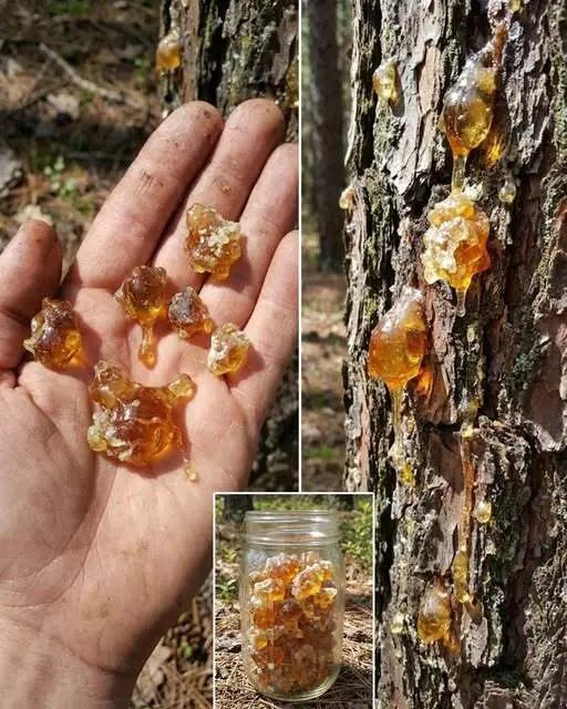 Most people underestimate this resin—until they discover both its extraordinary power and its astonishing price.