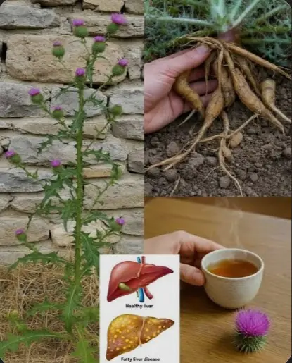 Milk Thistle (Silybum marianum): The Hidden Healer from Nature – Plants Life