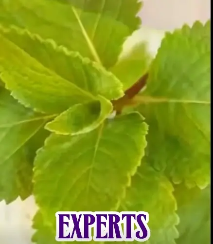 Natural Secret to Brighter Eyes: A Drink with Oregano & Polyscias Fruticosa to Support Vision from Within