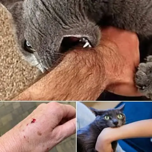 What It Really Means When a Cat Bites You