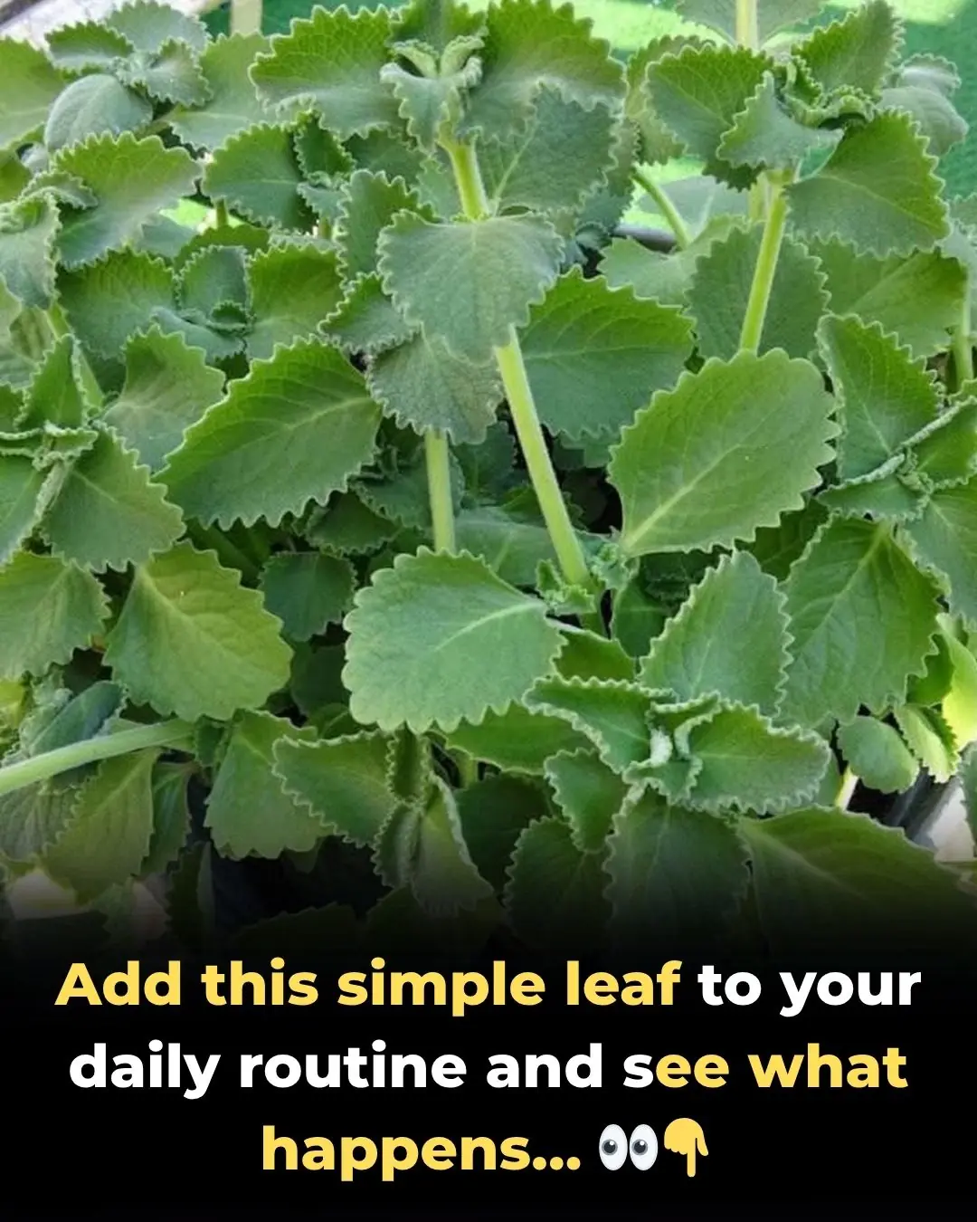 A Scientific Look at Oregano’s Role in Supporting Wellness