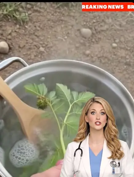 Tribulus Terrestris (Puncture Vine): Benefits, Traditional Uses, and Science-Backed Effects..kp