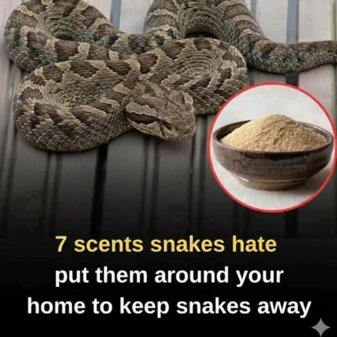 7 Scents Snakes Hate: Natural Ways to Help Keep Snakes Away from Your Home