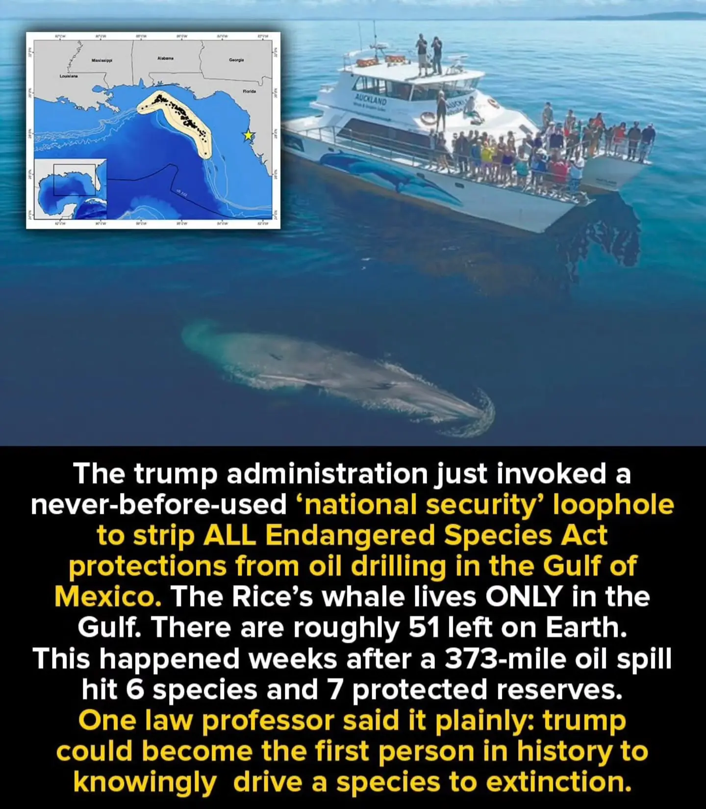 Trump’s New Oil Policy: A Death Sentence for the World’s Rarest Whale?