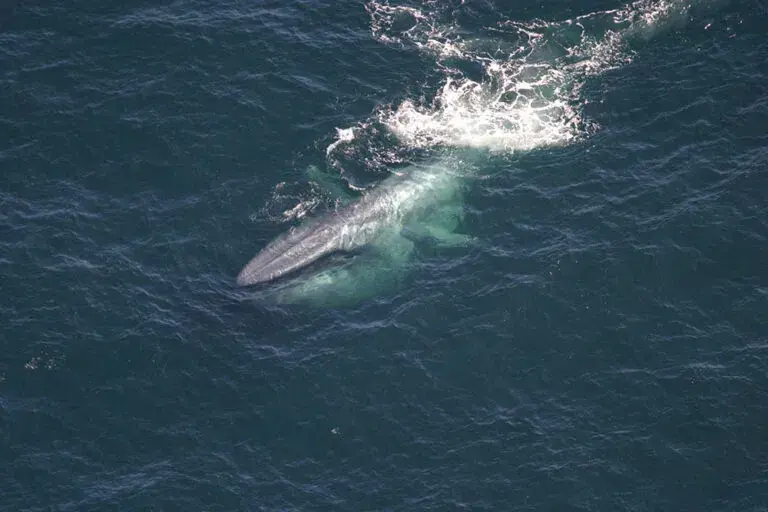 What Does It Mean for Humanity When Blue Whales Go Silent?