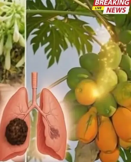 Unlocking Nature’s Secret: Exploring 12 Benefits of Papaya Flowers and Crafting a Honey-Infused Wellness Jar