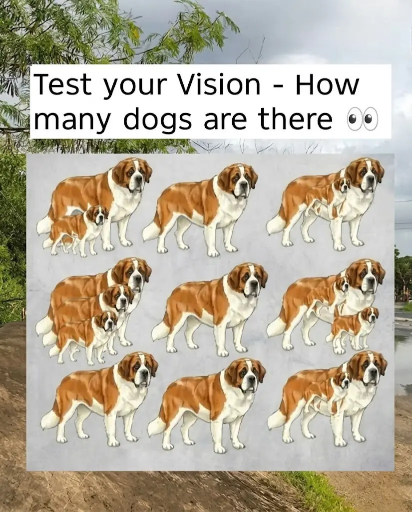 Can You Spot All 16 Dogs? Only the Sharpest Eyes Can 🐶👀