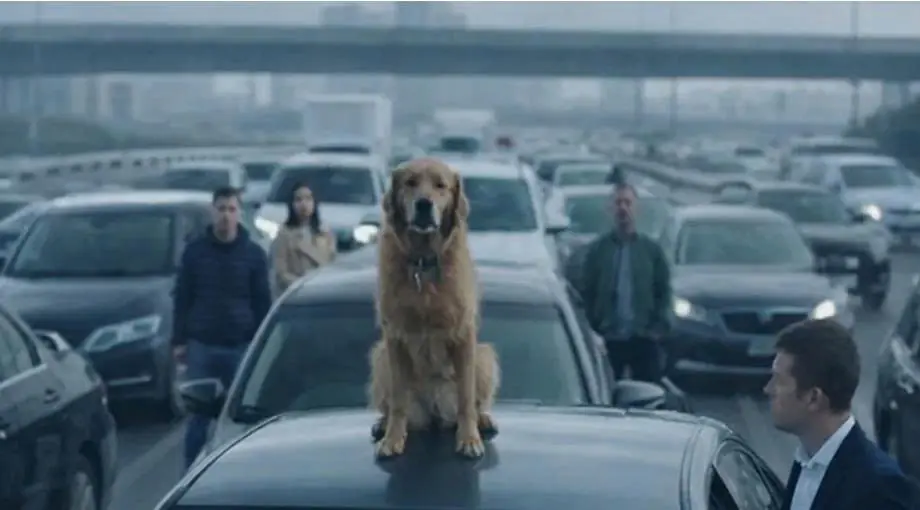 The dog had stopped on the roof of the car and was crying as if it were trying to say something. Everything became clear when one of the people recognized the dog.