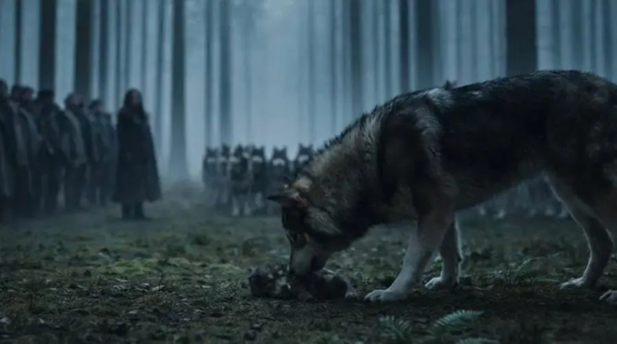 In the forest, a group of people miraculously saved the life of a puppy, but what the dogs did next was incredible.