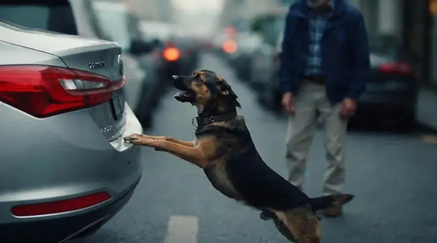 When the driver finally opens the car trunk, the whole street freezes… and everyone finally understands why the dog was so stubbornly trying to open it.
