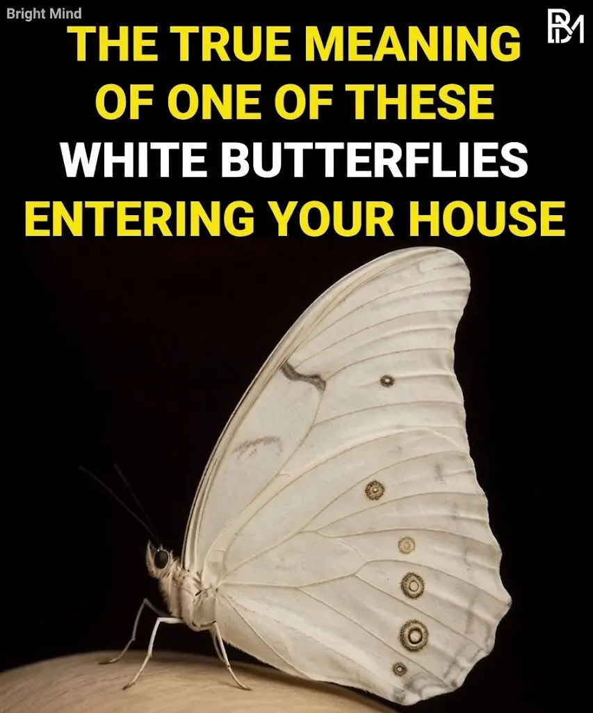 White Butterfly Meaning: What It Really Symbolizes