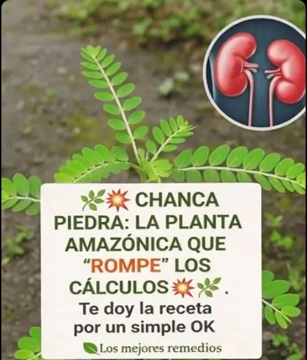 Chanca Piedra: Discover Its Uses and Benefits You Didn’t Know About – The Best Remedies