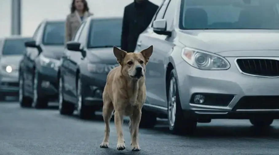 The dog had blocked all traffic on the bridge… But what was discovered next made them see everything in a new light.