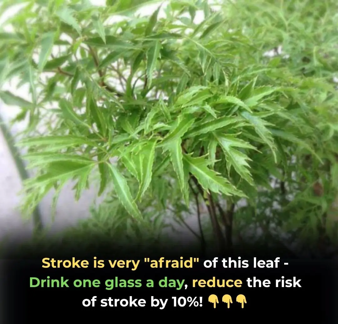 The Power of Polyscias Fruticosa: Benefits of Din Lăng Leaves for Stroke Prevention