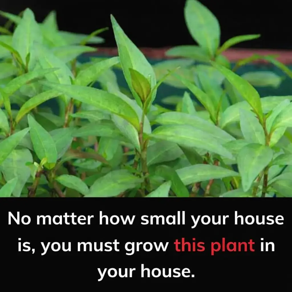 7 Surprising Reasons Why You Should Grow Aloe Vera at Home