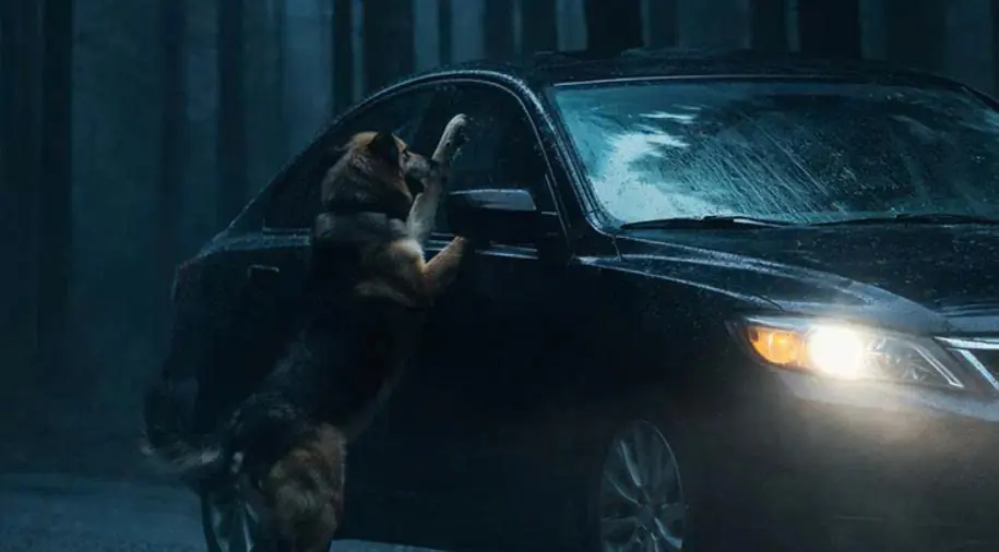 On the road, a dog suddenly emerged from the forest and threw itself in front of our car… while we were trying to understand what was happening, a man was running towards us in the distance