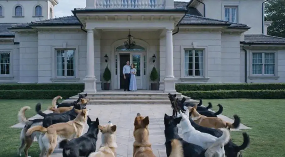 The mother and her son, standing on the threshold, watched the dogs without understanding what was happening—until one of the dogs approached and, through its gaze, revealed a secret that had been buried in oblivion for ten years