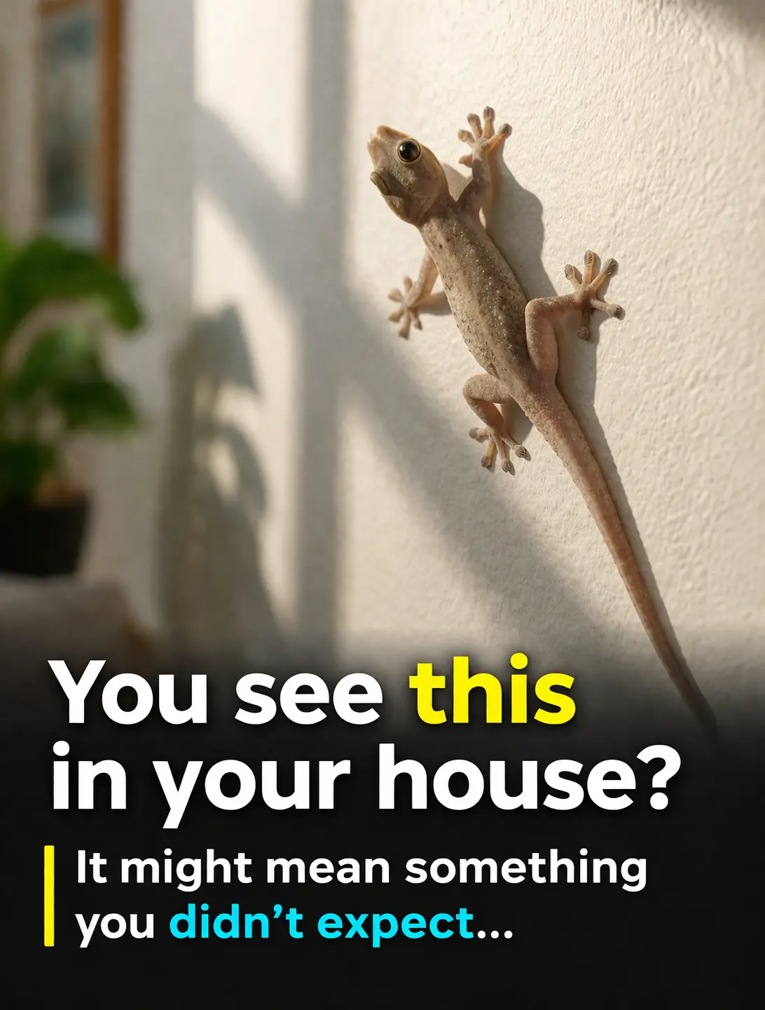 A Lizard in Your House? It’s Not What Most People Think…