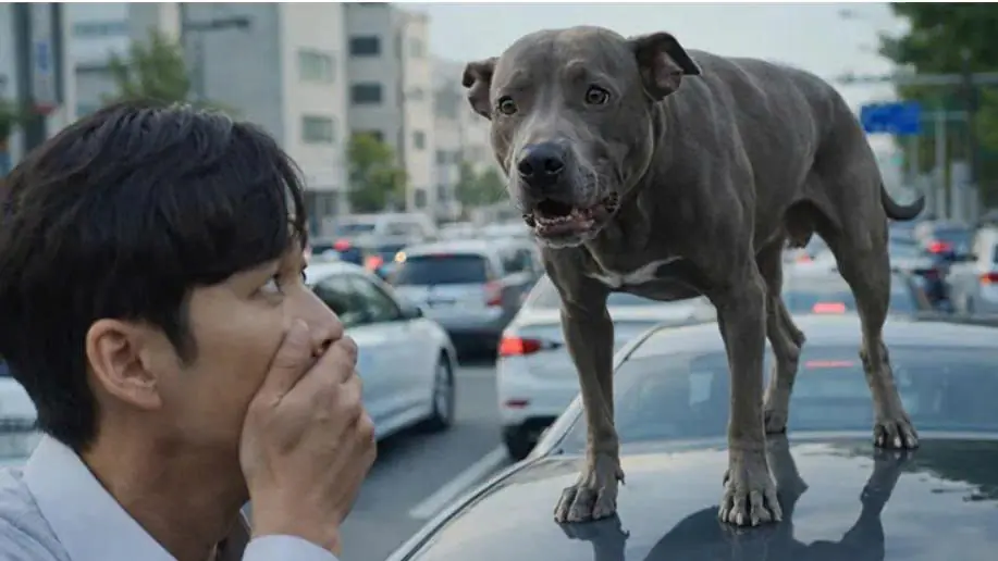 Man realizes desperate dog in traffic is searching for its hospitalized homeless owner