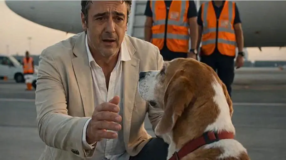 Four years ago, the missing dog was sitting on the airport runway. As the man approached, he noticed a folded piece of paper under its collar—something that changed everything.