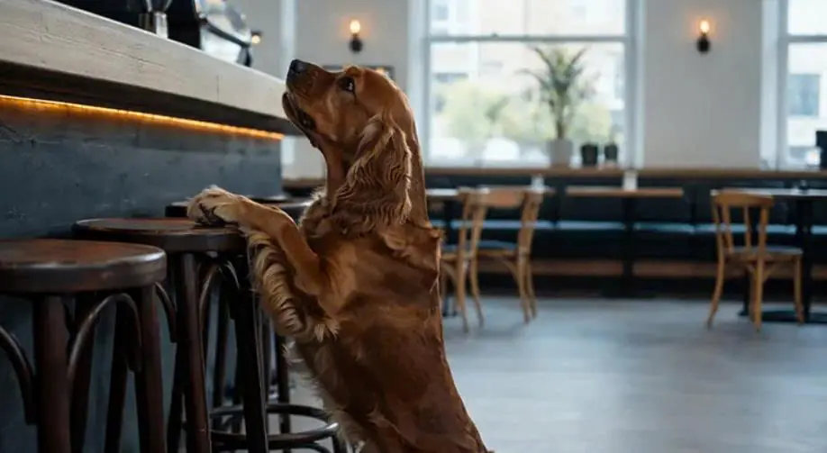 A Dog Cried in a Bar Every Day—Until One Night Revealed the Truth