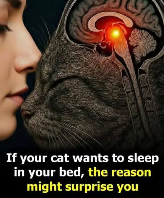 If Your Cat Sleeps Next to You, It Might Be Trying to Tell You Somethin