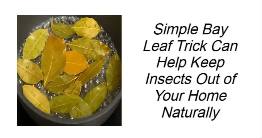 Simple Bay Leaf Trick Can Help Keep Insects Out of Your Home