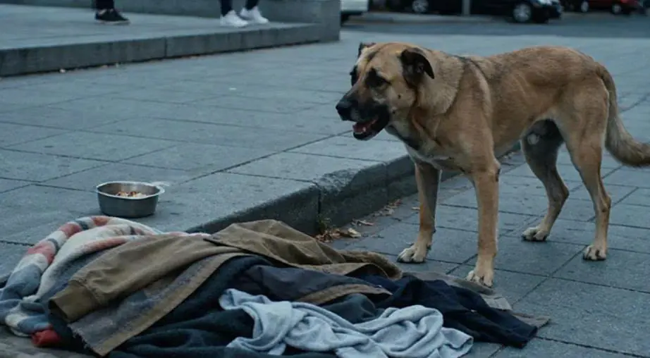 The day when, under a lead-colored sky, a dog began to look passersby in the eyes with such despair that even the busiest people stopped.