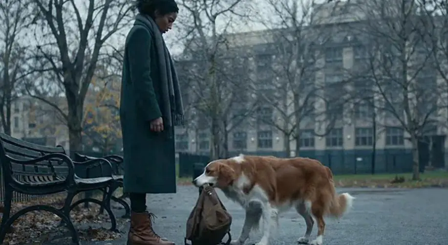 He had simply gone out for a walk when a dog began persistently insisting that he take the bag placed in front of it.