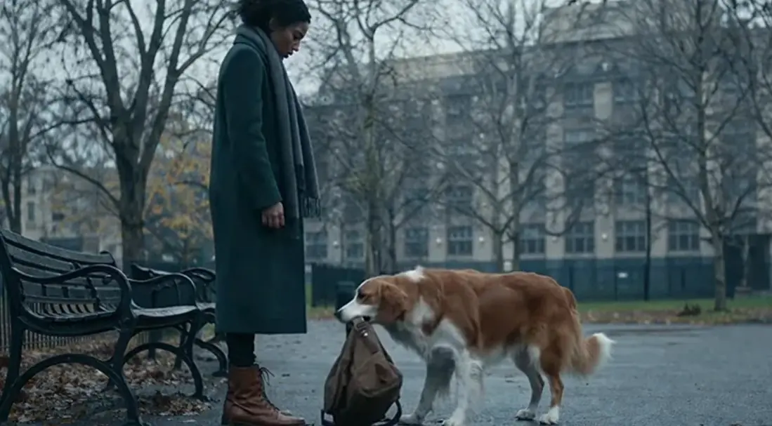 He had simply gone out for a walk when a dog began to insist relentlessly that he take the bag placed in front of him.