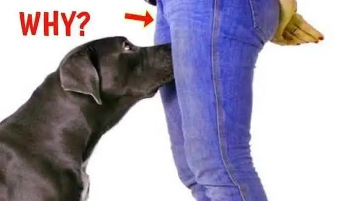 Why Dogs Are Drawn to That Area — It’s Not What You Think
