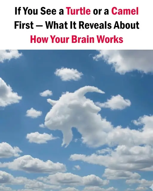 If You See a Turtle or a Camel First — What It Reveals About How Your Brain Works