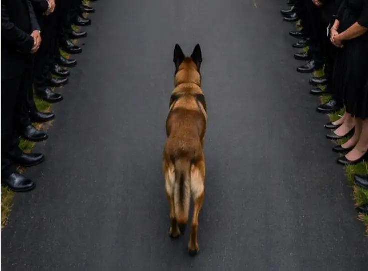During the funeral, the dog suddenly jumped onto its owner’s coffin and remained lying there motionless