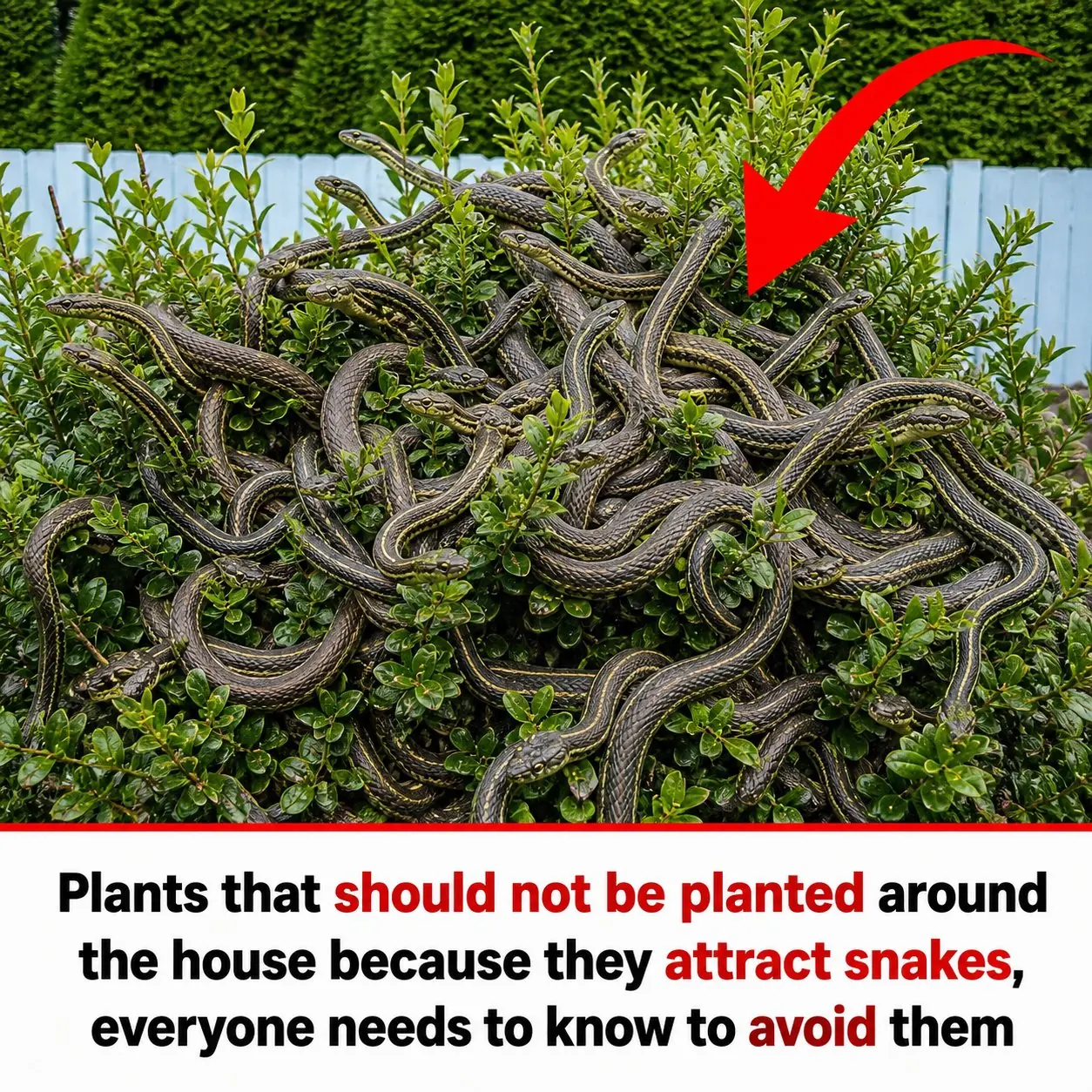 These Common Plants Around Your Home Could Be Secretly Attracting Snakes—What Every Homeowner Needs to Know Before It’s Too Late