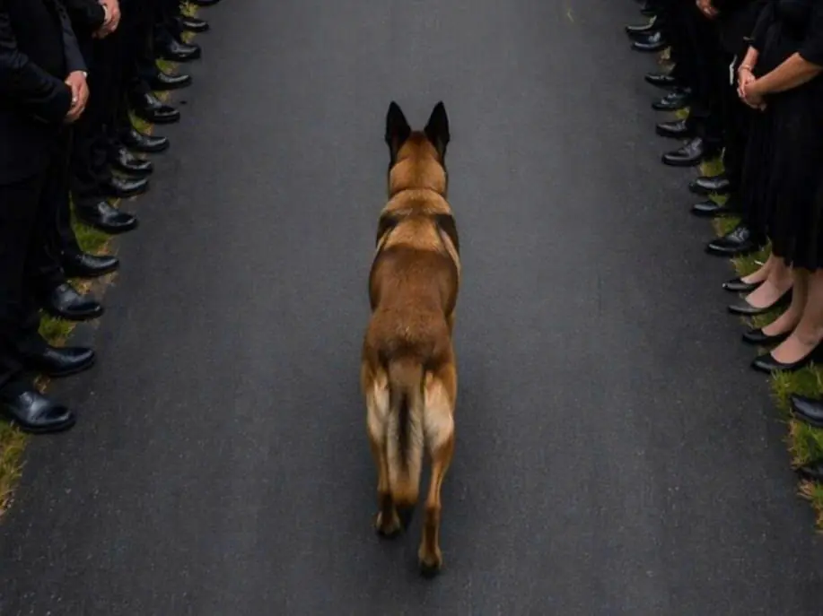 During the funeral, the dog suddenly jumped onto its owner’s coffin and remained lying there motionless, even when people tried to remove it, but then the deceased man’s brother noticed something very strange
