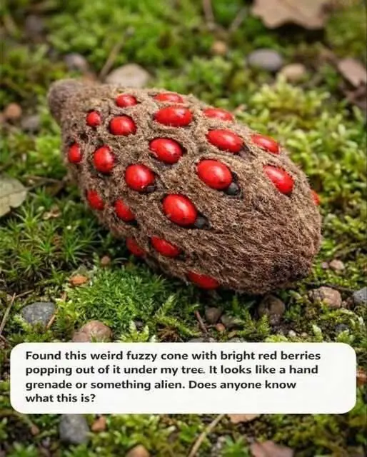 Strange Fuzzy Cone with Bright Red Seeds Found in the Yard — Here’s What It Is