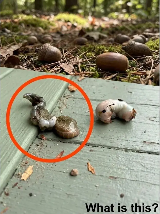 Does anyone know what this is? The answer surprised me quite a bit.