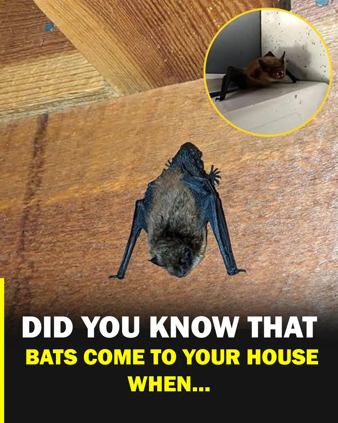 Did you know BATS come to your house when...