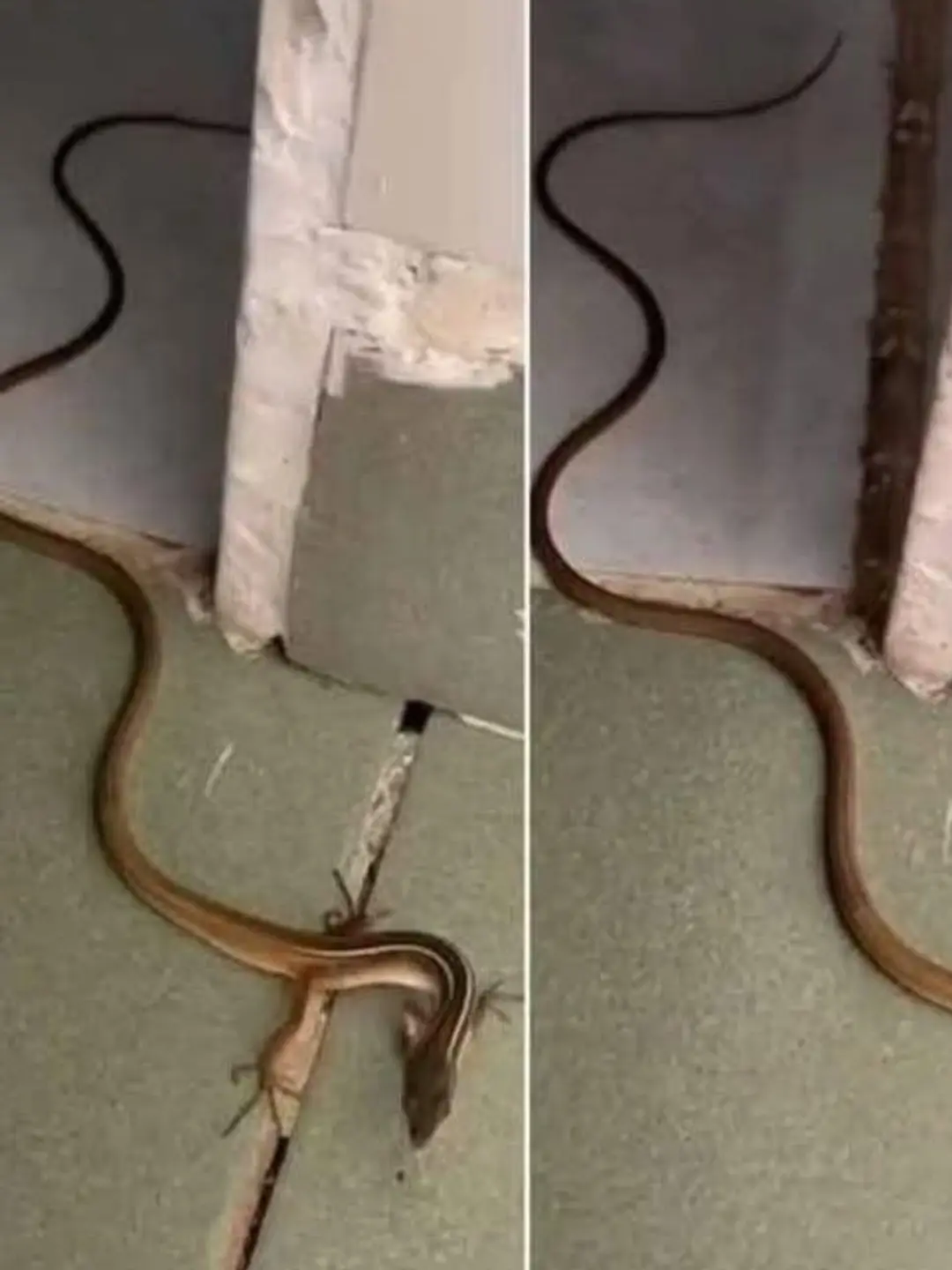 Finding a Snake in Your House? Here's What to Do (And Why You Shouldn't Panic)