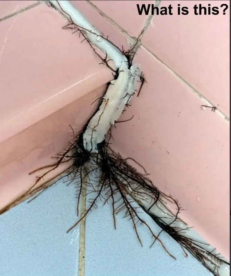 The Strange “Roots” Growing Out of Bathroom Tiles