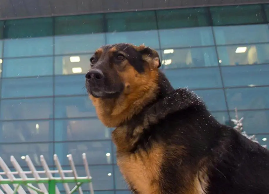 People at the airport noticed a man in uniform lying on the floor, with a German shepherd sitting beside him: everyone was shocked when they found out why the animal was barking and growling at those nearby