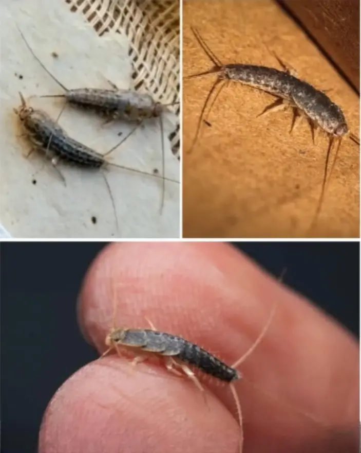 If you see one of these in your house, BE VERY CAREFUL….