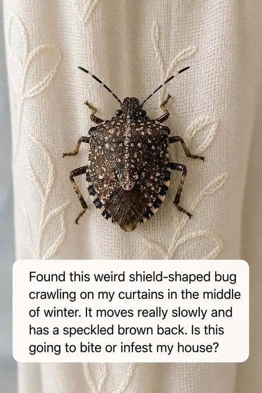 Is this going to bite or infest my house?