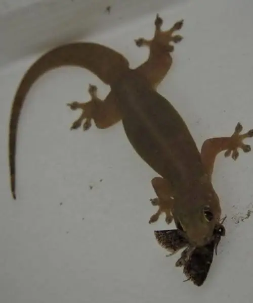 Did you know that when a lizard visits your house it's a sign of...