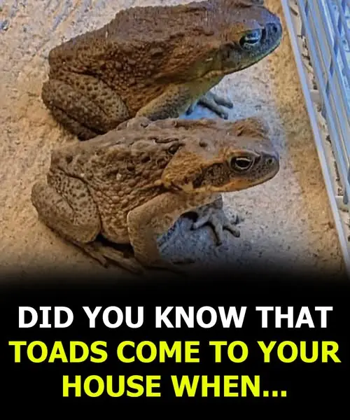 Did you know that toads come to your house when... see more