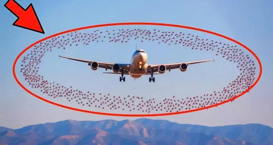 Birds unexpectedly surrounded the plane, and the pilots had to make an emergency landing: the reason surprised everyone