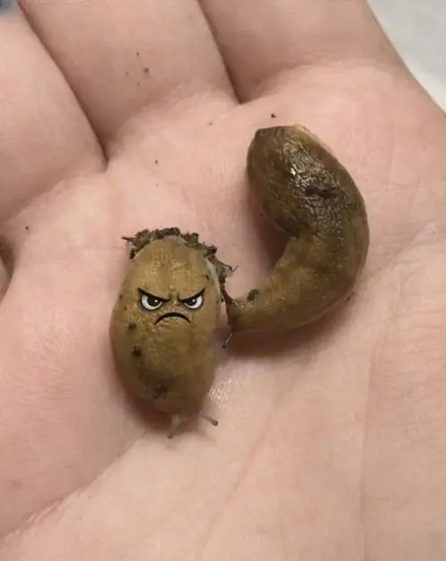 If you see a slug in your house, it means ....