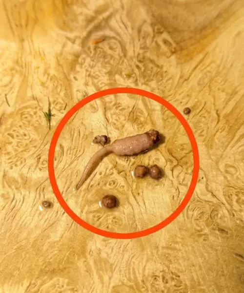 Does anyone know what this is? So this is the result I found out...