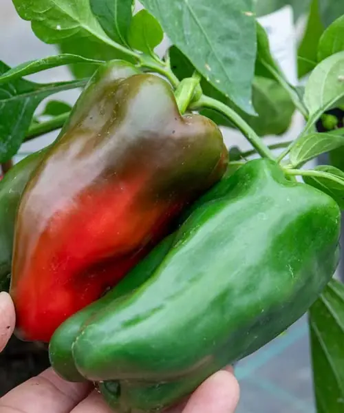 Doctors reveal that bell peppers cause...