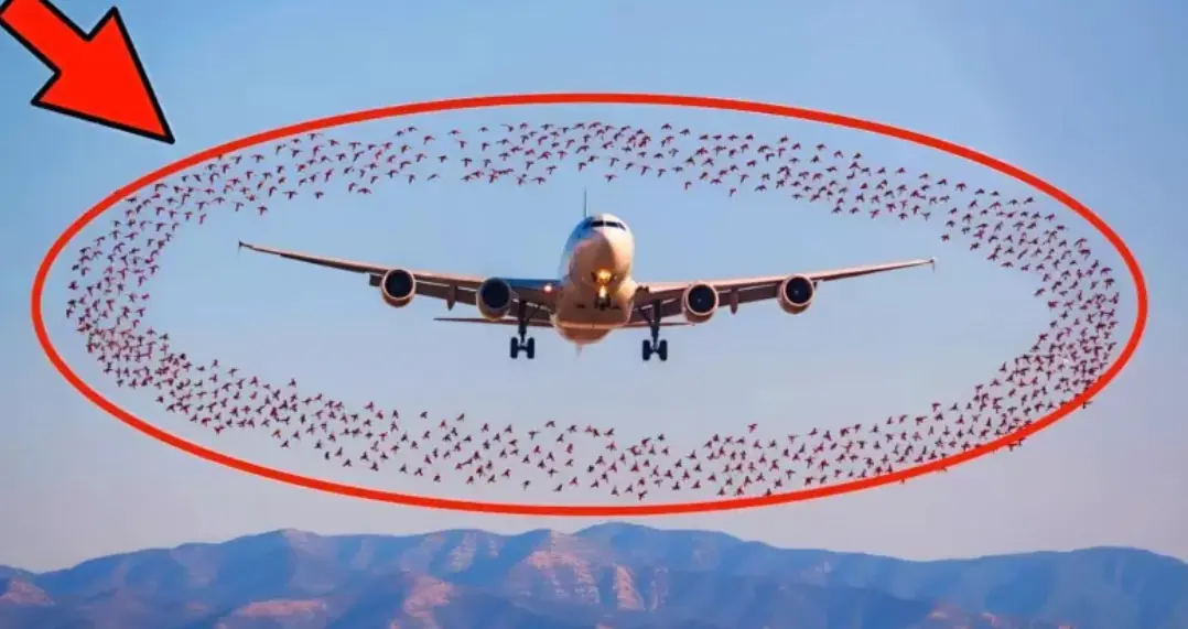 Birds unexpectedly surrounded the plane, and the pilots had to make an emergency landing: the reason surprised everyone